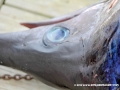 31MAY2014CPYCDolphinDock_169