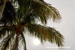 31MAY2014CPYCDolphinDock_128