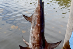 31MAY2014CPYCDolphinDock_139