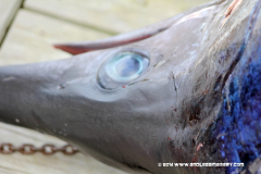 31MAY2014CPYCDolphinDock_169