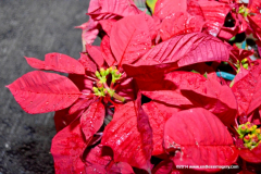 05DEC2014CocoplumHoliday_065