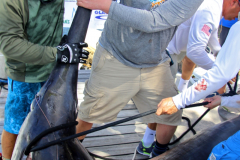 04MAY2019CPYCDolphinAfternoon_0171