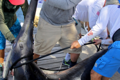 04MAY2019CPYCDolphinAfternoon_0173