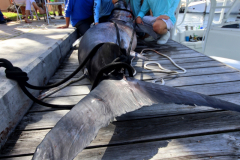 04MAY2019CPYCDolphinAfternoon_0179