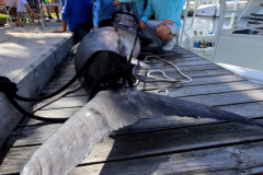 04MAY2019CPYCDolphinAfternoon_0184