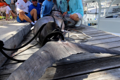 04MAY2019CPYCDolphinAfternoon_0195