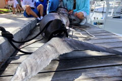 04MAY2019CPYCDolphinAfternoon_0203