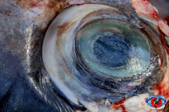 04MAY2019CPYCDolphinAfternoon_0337