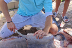 04MAY2019CPYCDolphinAfternoon_0406