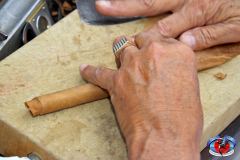 04MAY2019CPYCDolphinAfternoon_0617